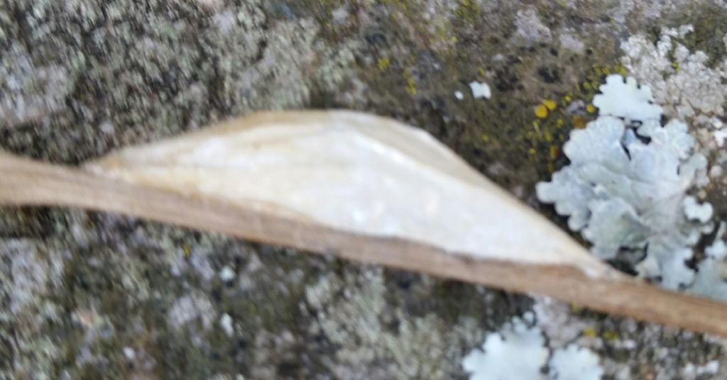 Bozzolo di Zygaena, Lepidoptera